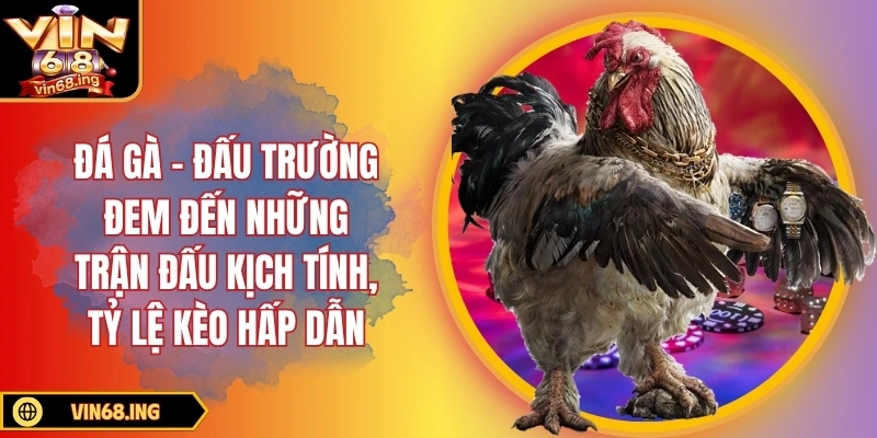 Trang chủ 7 Đá gà - Đấu trường đem đến những trận đấu kịch tính, tỷ lệ kèo hấp dẫn
